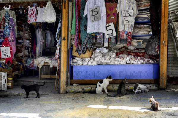 Several cats looking for food at a market in Turkey