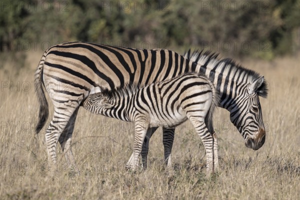 Steppe zebra (Equus quagga) Foal being suckled by mare, Mahango-Area, Bwabwate National Park, Caprivi, Zambezi Region Namibia