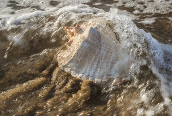 Shells on the beach. Sun light