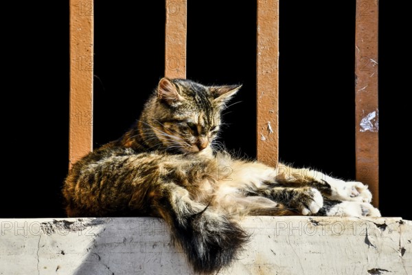 Cat sitting on fence