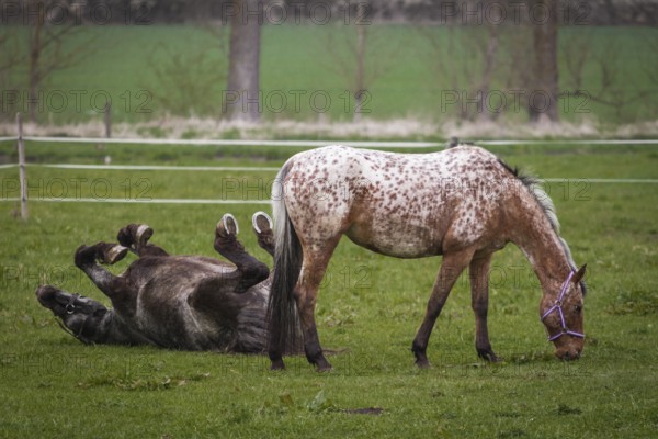 Two horses in the pasture, the white-brown with spots is eating, the grey-black is rolling on its back