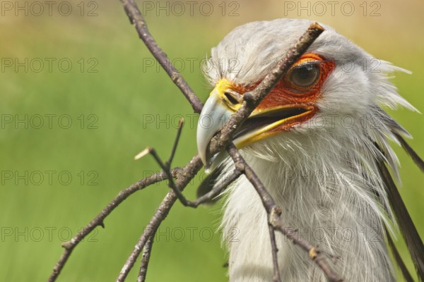 Secretary bird (Sagittarius serpentarius)