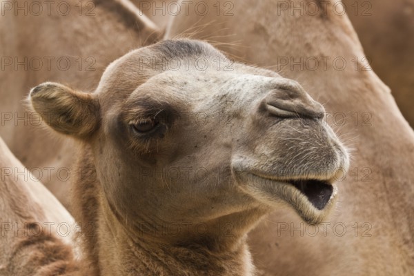 Bactrian camel (Camelus ferus)