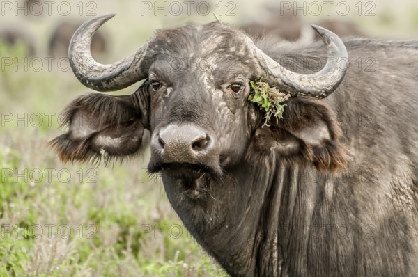 An up close portrait of a Cape Buffalo staring directly at the viewer with some green flowery plants stuck behind the ear as if the buffalo did so intentionally. The buffalo is in green savanna grasslands, and the rest of the heads are in the background