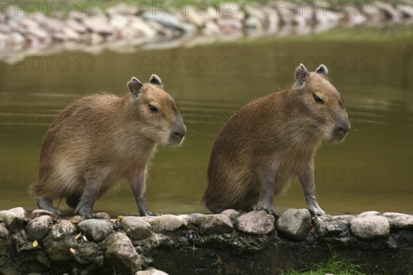 Capybara (Hydrochoerus hydrochaeris)