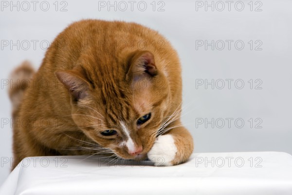 An orange cat curious to see what is underneath his paw, isolated on white, New York, USA