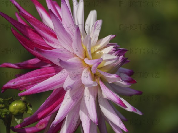 Close-up of a multicoloured dahlia with pink and white petals in the garden, legden, münsterland, germany