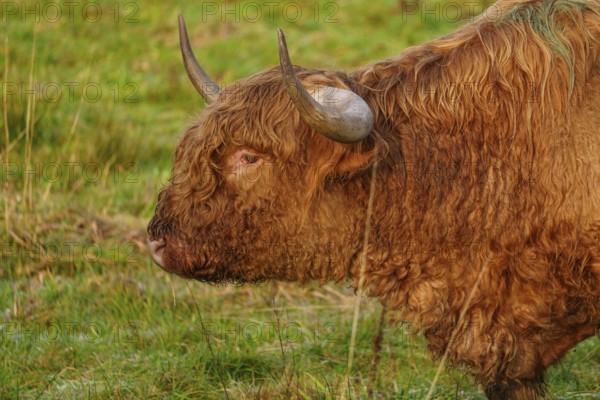 Profile view of a brown Highland cow in a meadow looking into the distance, Velen, münsterland, North Rhine-Westphalia, Germany