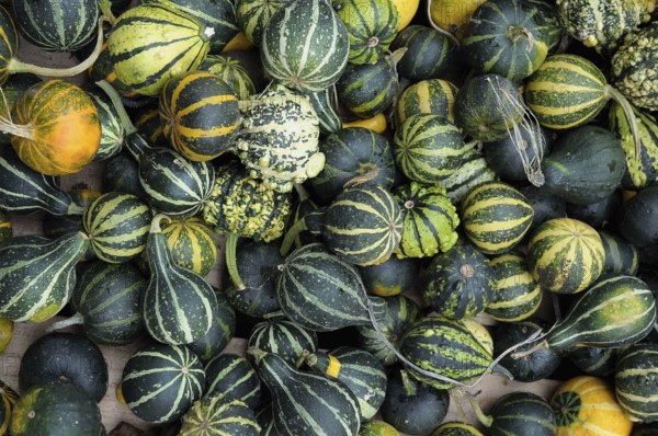 Variety of green and black striped ornamental pumpkins of different sizes. Autumn atmosphere, borken, münsterland, germany