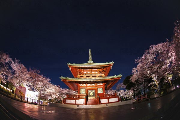 Temple and going to see cherry blossoms at night. Shooting Location: Yokohama-city kanagawa prefecture