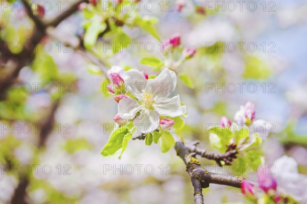 View on blossoming flowers of apple tree instagram stile