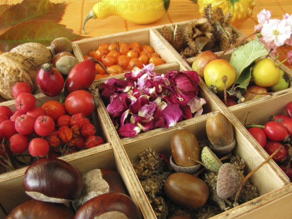 Box with autumn fruits and rose petals