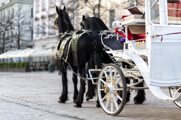 Horses with a carriage on the main square of Krakow in Poland