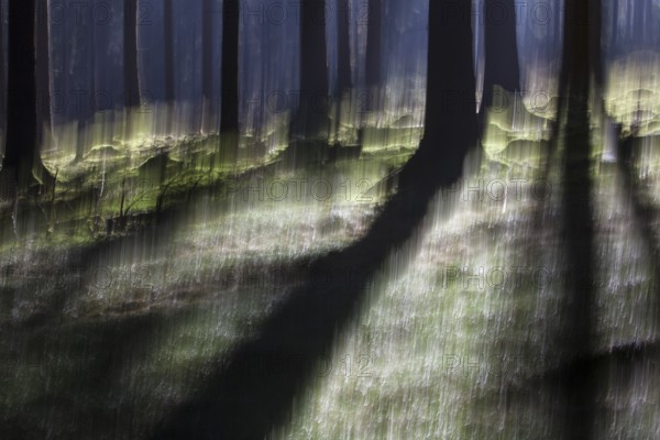 Atmospheric forest, abstract structures, wiping effect, bulb exposure