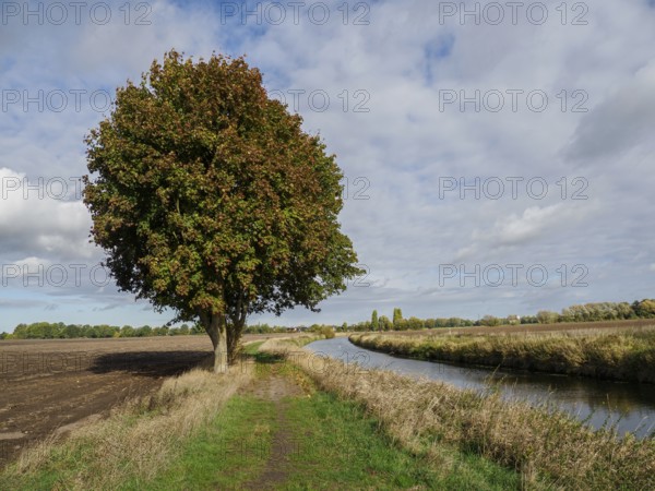 Landscape scene with a large tree next to a river, fields and a partly cloudy sky, Schüttorf, North Rhine-Westphalia, Germany