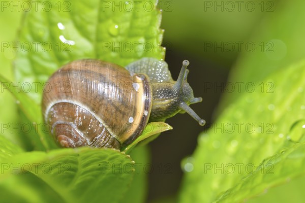 Black-mouthed ribbon snail (Cepaea nemoralis)