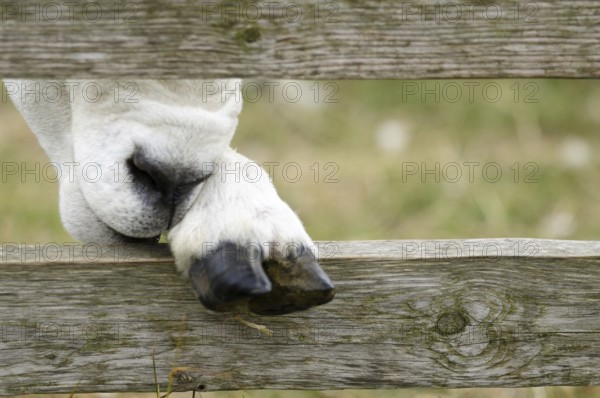 Sheep (Ovis orientalis aries)