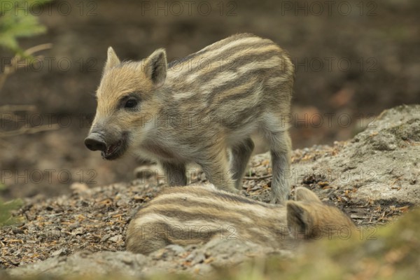 Wild boar (Sus scrofa)