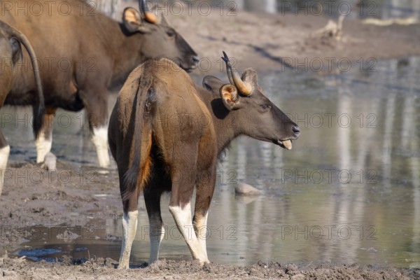Gaur (Bos gaurus), cattle (Bovini), Indian bison, Satpura National Park, Tiger Reserve, Madhya Pradesh, Pachmarhi Biosphere Reserve, India