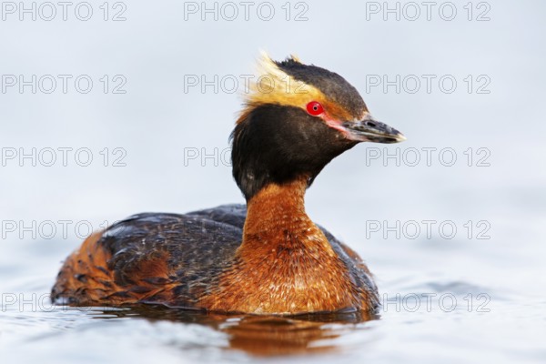 Horned Grebe, (Podiceps auritus), animals, birds, grebe family, swims in the water, Reykjahlíð, Norðurland Eystra, Iceland