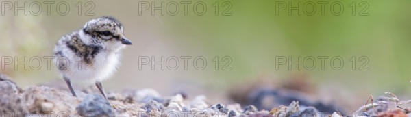 Ringed Plover, (Charadrius hiaticula), animals, birds, plover family, plover family, chicks, baby animals, Norðurþing, Húsavík, Iceland