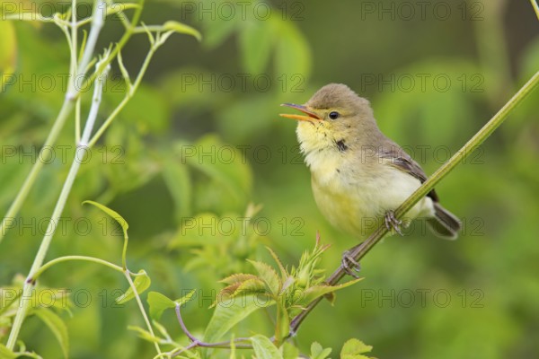 Orpheus warbler, (Hippolais polyglotta), Hypolaïs polyglotte, animals, birds, songbirds, reed warbler family, perch, biotope, habitat, branch, district Neustadt an der Weinstrass, Rhineland-Palatinate, Germany