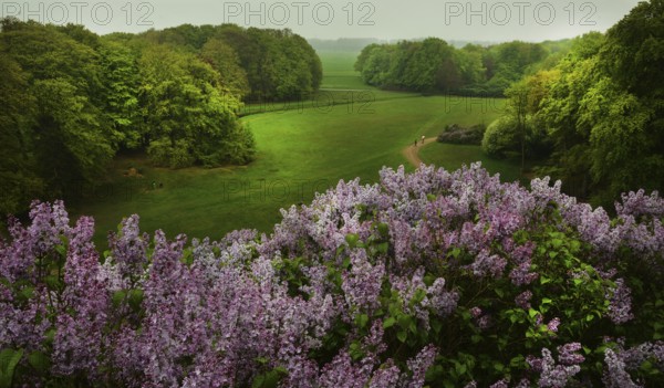 The forest of the Royal Estate De Horsten is worth seeing and has been open to the public since 1845, when it was owned by the royal family. Here on 29.04.2018 in Wassenaar. Seingenberg (Lilac Hill), NDL, Netherlands