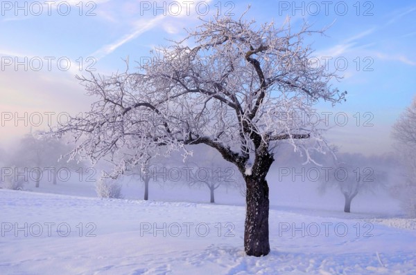 Sunrise with snow at Maulbronn, morning mood, fog with snow, dirt road with snow, sun with rays, snow, landscape