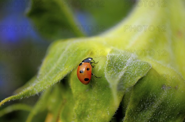 Ladybird on sunflower (Helianthus annuus) in the garden Sunflower