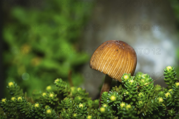 A brown mushroom grows amidst green moss in the forest