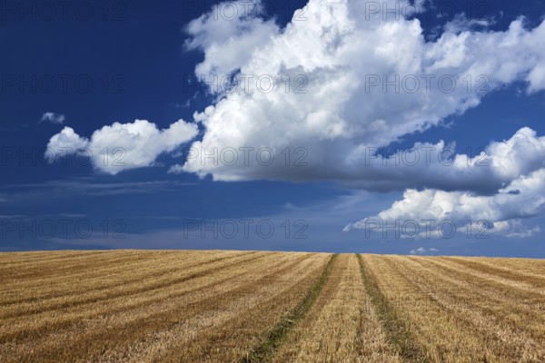 Stubbelfield after harvest on sunny day