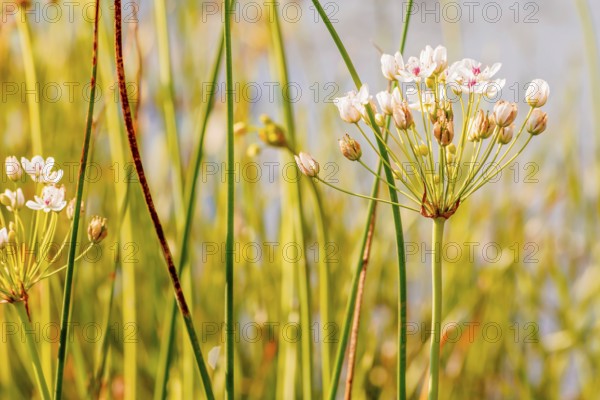 (Butomus umbellatus) growing near the Dnieper river in Kiev the capital of Ukraine