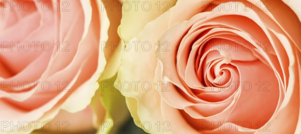 Delicate pale pink roses. Perfect for background greeting cards and wedding invitations, birthday, Valentine's Day, Mother's Day