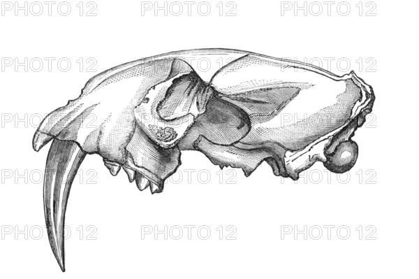 Skull of a Machairodus Sabre-toothed tiger. Old engraving by unknown artist from The Leisure Hour magazine printed in 1880