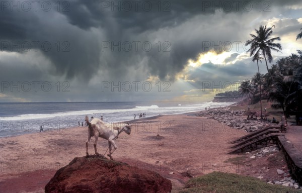 Papanasam beach at Varkala, Kerala, South India, India, Asia. Goat. Arabian sea