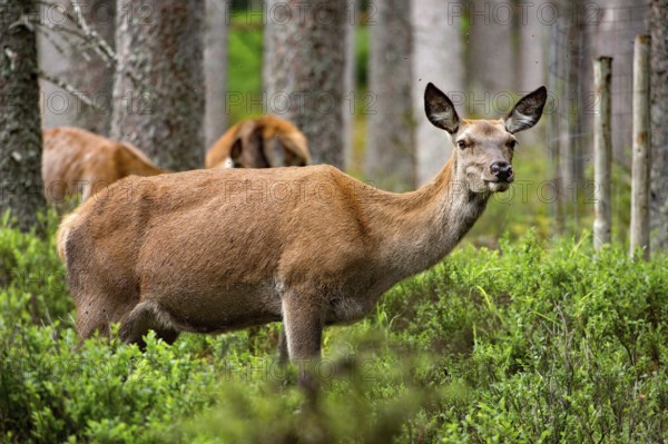 Red deer (Cervus elaphus)