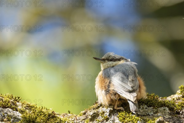 Close-up Nuthatch sitting on the bark. Bad Salzschlirf, Hessen, Germany