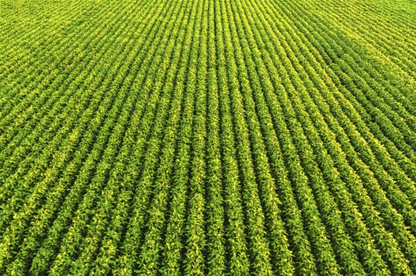 Soybean field with rows of soya bean plants. Aerial view. Agriculture in Austria
