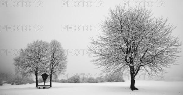 Winter idyll