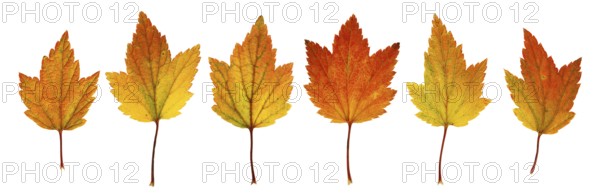 Autumn leaves from currant bush isolated on white