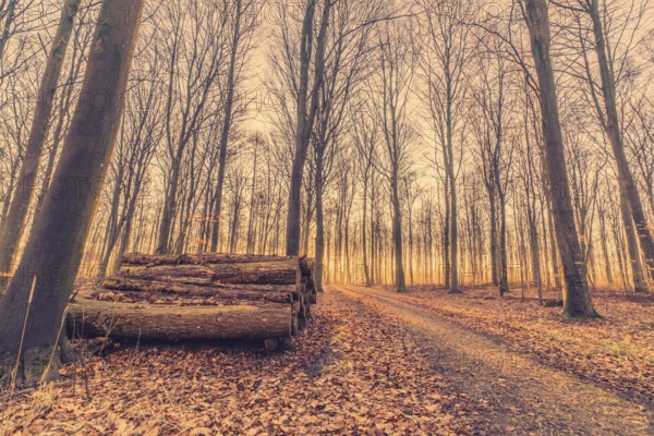 Woodstack in a forest sunrise early in the morning