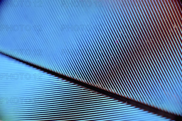 Colourfull feather of parrot