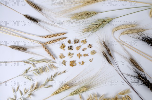 Various cereals, cereal grains