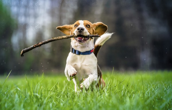 Dog with a wooden stick on a green meadow runs towards camera. Beagle dog canine outdoors concept. Purebred background