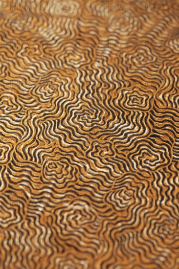 Cover of an old 19th century book, short depth of field