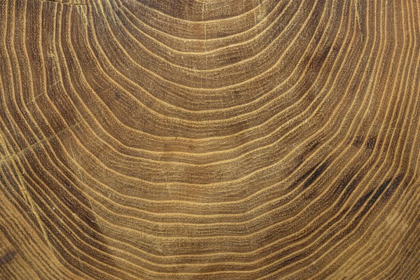 Close up growth rings tree. Resolution and high quality beautiful photo
