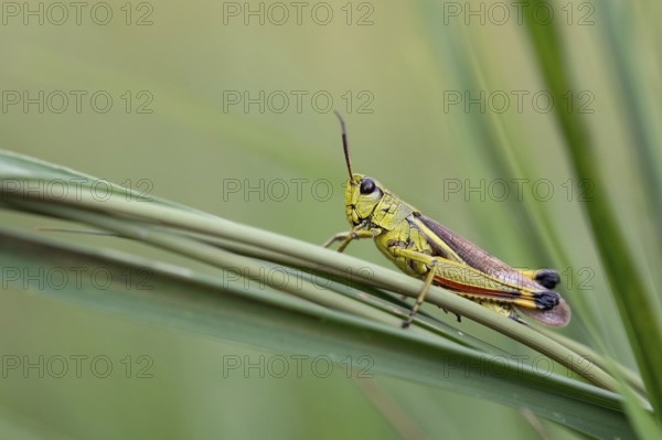 Large marsh grasshopper (Stethophyma grossum), sitting on blade of grass, Murnauer moss nature reserve, Bavaria, Germany