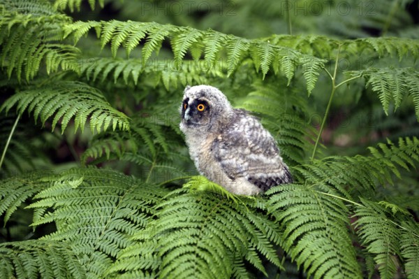 Long-eared owl (asio otus), young on fern, Normandy