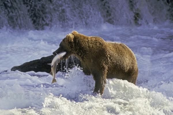 Grizzly Bear (ursus arctos horribilis), Adult standing in River, Fishing Salmon, Katmai park in Alaska