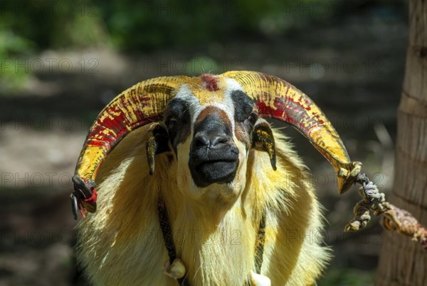 Goat waiting for kidaai Muttu Goat fighting near Madurai, Tamil Nadu, South India, India, Asia
